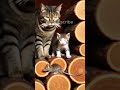 Cat playing with its kitten #9cutecat  #cat #funny #story  #shorts  #catai #cute