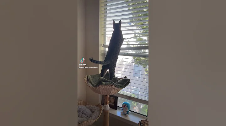 Watch the video about I see enemies 😼 #cat #window #hunting #birds #savannah #saturday #weekend #vibes #laborday