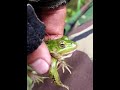 Лягушка квакает прямо в руках/The frog croaks right in hands