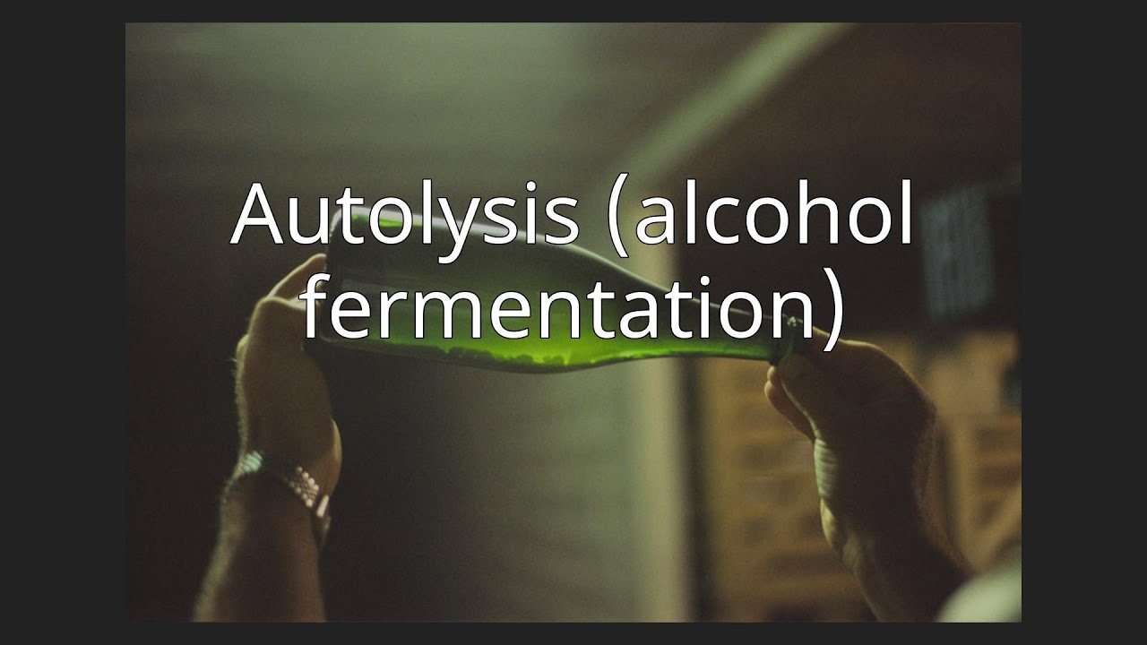 Autolysis (alcohol fermentation) - YouTube