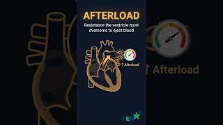 🫀 Stroke Volume (SV) Explained in Seconds | Cardiac Physiology Made Easy