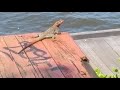 Reptiles  lizards... Stuart Riverfront. (1)