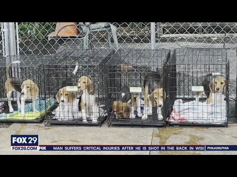 Beagles rescued from