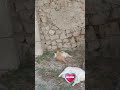 jajaja #cat hermosos #gatos