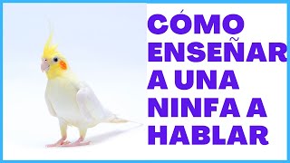 Cómo enseñar a tu NINFA, CACATUA A HABLAR ✔