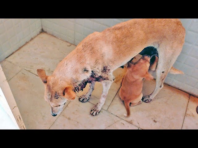 Healing Mama dog's enormous wound so that she can get back to her babies... class=