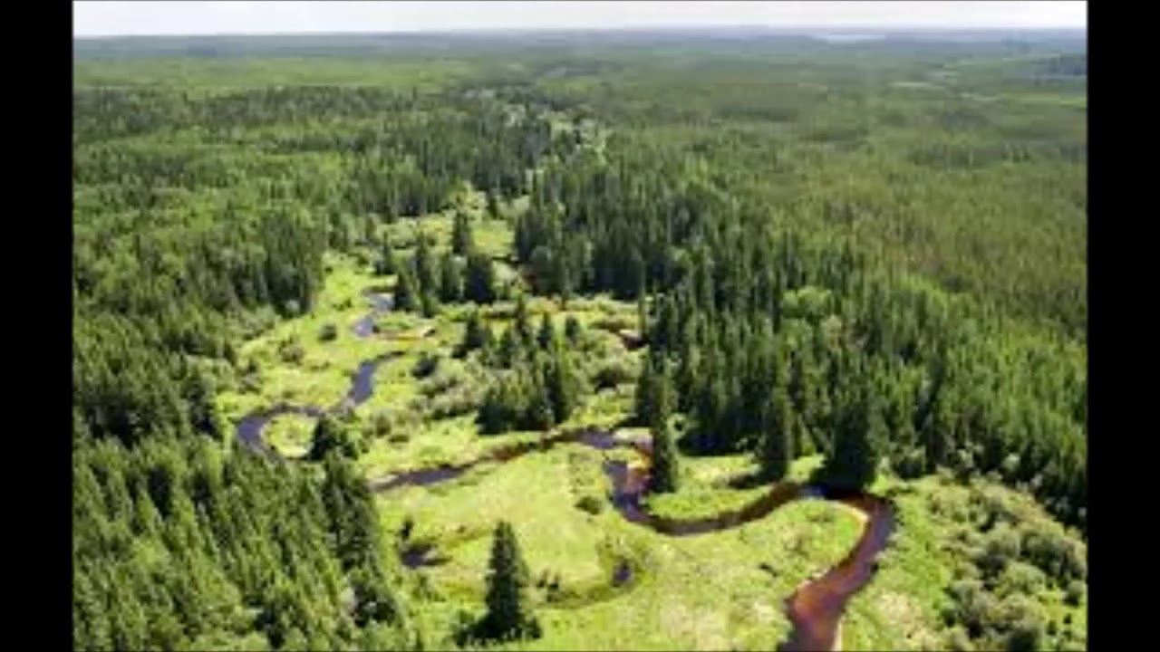 Природный потенциал канады. Бореальский лес Канада. Зона тайги в Канаде. Лесное хозяйство Канады. Лесные массивы Канады.