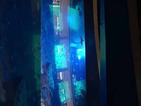Dubai mall Aquarium and Underwater Zoo…