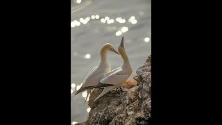 Gannets ,Gannets Birds Life Style ,Gannet Birds Evolution ,Gannet Birds Beautiful Birds