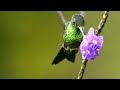 Hummingbird Facts and Trivia