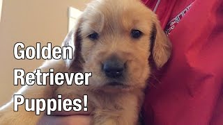Golden Retriever Puppies!