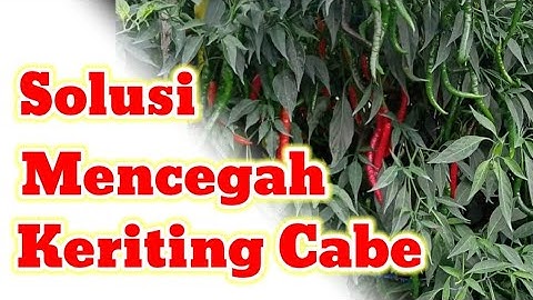 Cara Mencegah Penyakit Keriting Daun pada Tanaman Cabe