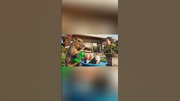 Capybara cùng Chị Rumi giúp bà tắm mèo tam thể và cái kết #capybara #rumi