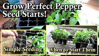 When to Start & How to Grow Pepper Seed Starts: How to Grow Garden Transplants Indoors: E-6 by Gary Pilarchik 18,124 views 4 months ago 9 minutes, 6 seconds