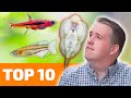 Top 10 nano fish for freshwater aquariums