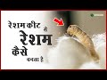 How is silk made from silkworms