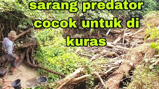 jika ingin mencari ikan gabus tempat seperti ini sarangnya