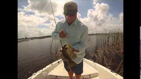 How to Find and Catch Shellcrackers with underwater footage