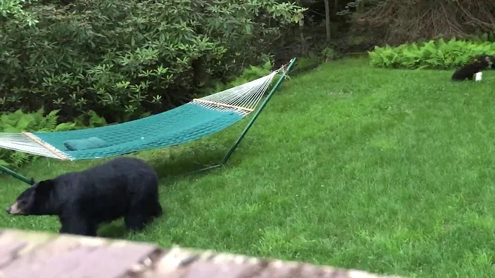 Mama Bear Brings Her Baby Cubs to Check Out Hammock || ViralHog