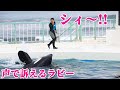 ラビーが声を出して催促？ 鴨川シーワールド シャチ KamogawaSeaWorld