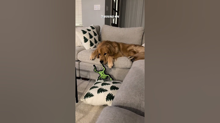 How Could You Say No? Embracing the Joy of Spoiling My Dog 😁🤌#dog #trending #amazing