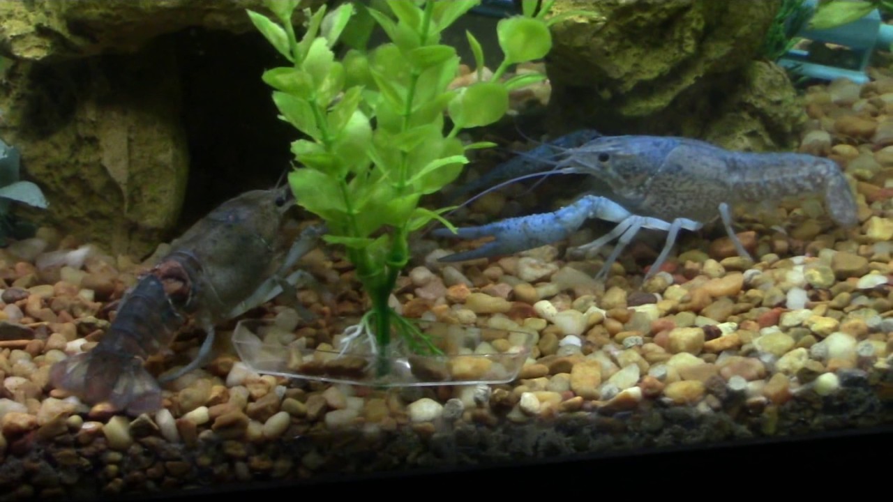 Crayfish Set Up Part 2 YouTube