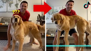 Time Wrap Scan Filter On Dogs And Cats | Funny Pets Reaction | TikTok Trend by Animaldaze 82 views 2 years ago 4 minutes, 35 seconds