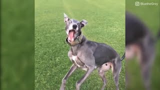 Proof that greyhounds are the most majestic breed