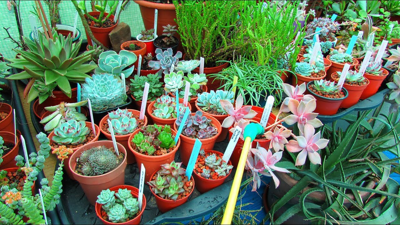 Watering Succulent Plants and Sharing my Care Tips & Info on them 