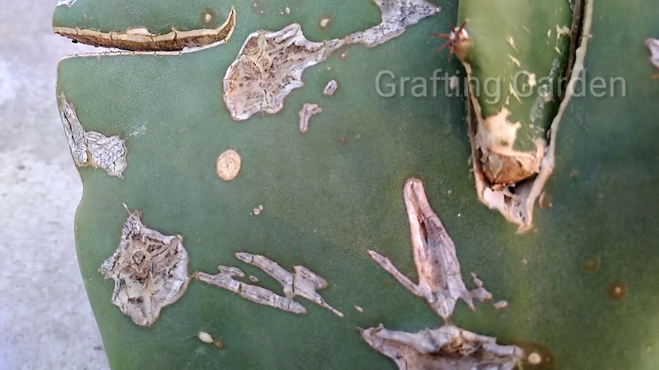 Grafting dragon fruit on prickly pear(opuntia) part 2 YouTube