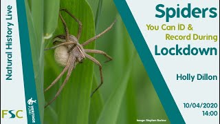 Spiders You Can ID & Record During Lockdown