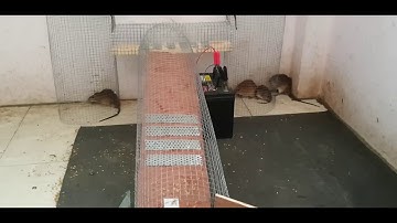 bẫy chuột của người nước ngoài hiệu quả ra sao ? (Good idea of ​​electric mouse trap)