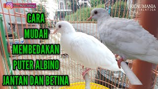 BEGINI CARA MUDAH MEMBEDAKAN PUTER ALBINO JANTAN DAN BETINA