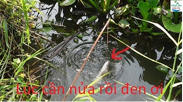 642 | Chuyến cắm câu đêm cuối cùng của năm 2021 P2 | Fishing