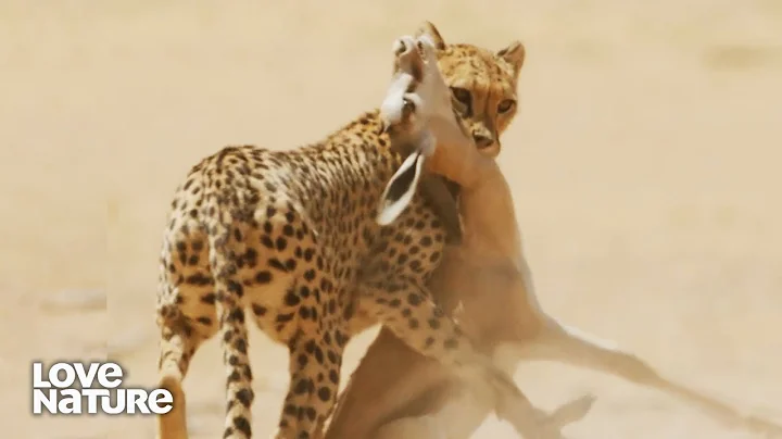 Video 11797991: leopard, serval, lion, wild cat