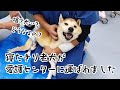 畑に捨てられた寝たきりの老犬が愛護センターに…その後の展開が衝撃すぎました… #保護犬 #老犬