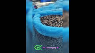 Solar Drying of Black Pepper | Sustainable Spice Processing by Greenkera