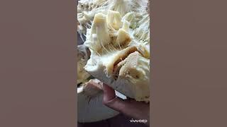 BUAH SUKUN YANG LEMBIK JANGAN DIBUANG!!!!