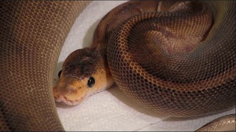 Ball Python Update Video