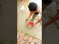 BD fishing হাত দিয়ে শিং মাছ ধরার টেকনিক #bdfishing #foryou #fish
