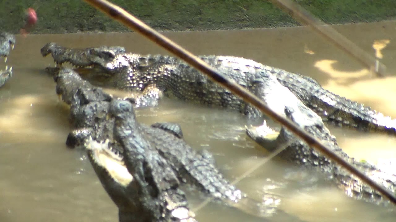 Crocodile farm in Long Xuyen, Mekong River Delta, Vietnam