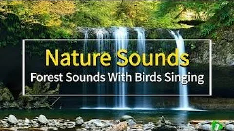 60 Min. Of Peaceful Forest Sounds For Meditation /Healing with the sounds of nature, birds singing.