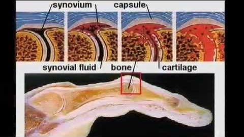 The Future of Biomedical Engineering