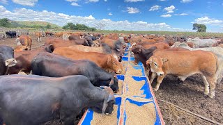 How to be profitable in livestock farming?