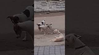 👍🙏 💯 ☠️☠️