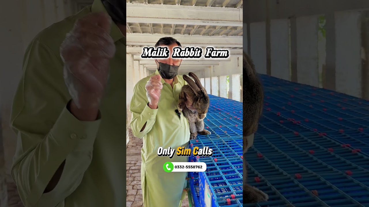 🐇 GERMAN GIANT RABBIT — نسل، جینیٹکس اور بالغ جسمانی ساخت! 🧬