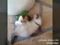 سجنو حبيبي يابا