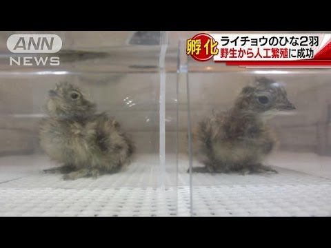 ライチョウ のひな2羽誕生 野生から人工繁殖 17 06 18 Youtube ライチョウ のひな2羽誕生 野生から人工繁殖 17 06 18 Youtube