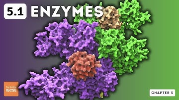 IGCSE Biology - Enzymes (5.1)
