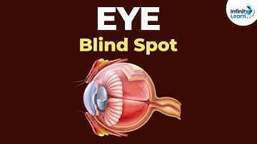 What is the Blind Spot of the Eye? | Physics | Don